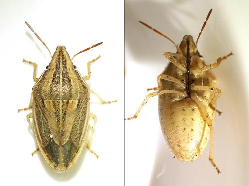 Aelia sp.